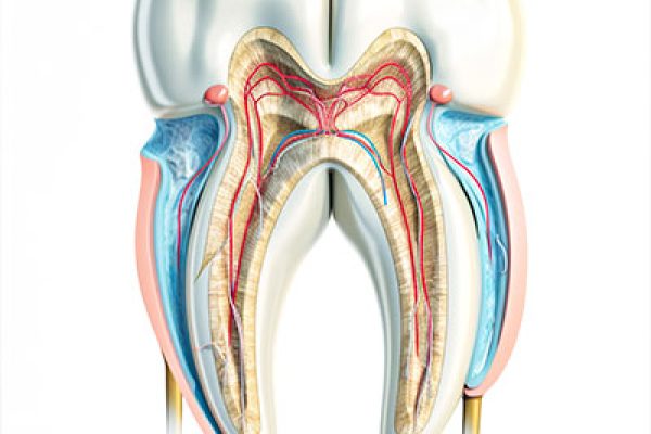 Through this three-dimensional model, one can understand the depth of care in Glenn Smile Center's root canal process.
